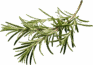 fondo grupo manducare